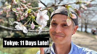 Tokyo Cherry Blossoms Arrive 11 Days Late [upl. by Angelika]