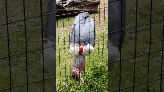 Marabou Stork in Honolulu Zoo 2023 [upl. by Esli75]