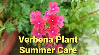 Verbena Plant Summer Care How to Grow Verbena Plant  My Sweet Little Garden [upl. by Dustin]