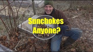 Harvesting Sunchokes in Early December [upl. by Orit503]