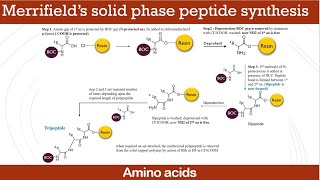 Merrifield’s solid phase peptide synthesis [upl. by Euqinue]