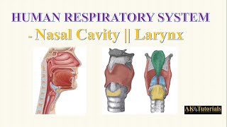 Lec 01 Nasal Cavity amp Larynx  Human Respiratory System [upl. by Teri]