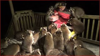 Mobbed by Raccoons 25 Tuesday Night 03 Nov 2020 [upl. by Niltag801]