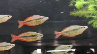 Melanotaenia Trifasciata Goyder River Rainbowfish [upl. by Ahsimik745]