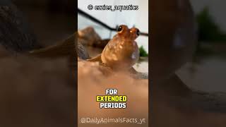 Meet the Mudskipper│The Fish That Walks and Breathes on Land [upl. by Leifer670]