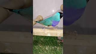 Beautiful Gouldian Finche bird finch birds shortsviral birdslover [upl. by Catton]