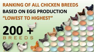 Ranking of All Chicken Breeds Based on Egg Production 🥚🐔  Eggs  Hens  Chickens  Chicken Eggs [upl. by Folberth]