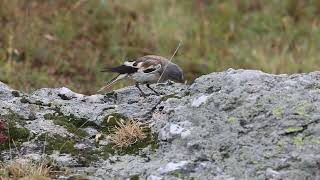 Niverolle alpine  Whitewinged Snowfinch Montifringilla nivalis [upl. by Tnaryb]