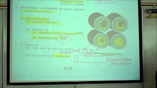 ANATOMY CIRCULATORY SYSTEM PART 5 HISTOLOGY OF BLOOD VESSELS by Professor Fink [upl. by Kiryt948]