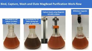 Accelerating Lead identification Using Paramagnetic Beads Technology [upl. by Renata873]