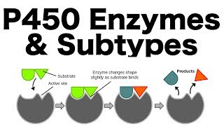 P450 Enzyme System Inducers Inhibitors amp Subtypes [upl. by Ellerahc218]