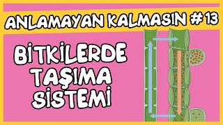 Anlamayan Kalmasın 13 Bitkilerde Taşıma Sistemi [upl. by Kacerek605]