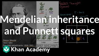 Mendelian inheritance and Punnett squares  High school biology  Khan Academy [upl. by Eille365]