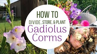 How To Plant Divide and Store Gladiolus Bulbs  Corms [upl. by Acirat]