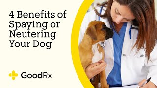 4 Benefits of Spaying or Neutering Your Dog  GoodRx [upl. by Oramlub107]