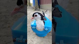 Fancy pigeon treatment birds pigeon kabootar [upl. by Zindman323]