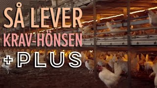 Ekologiska ägg så lever hönsen  Plus [upl. by Borlase]