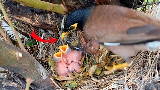 Myna have two grown up babies and one is still very small animalswithbirds [upl. by Toll]