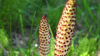 common horsetail  Equisetum arvense Identification and characteristics [upl. by Neltiak]