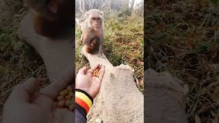 Jai shri ram 🙏cutebabymonkey bandermonkey [upl. by Nnylyoj]