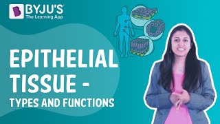 Epithelial Tissue  Types and Functions I Class 9 I Learn with BYJUS [upl. by Akinehc807]