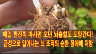 매일 한잔씩 마시면 오던 뇌출혈도 도망간다 급성으로 일어나는 뇌조직의 순환 장애에 처방약 [upl. by Micro]