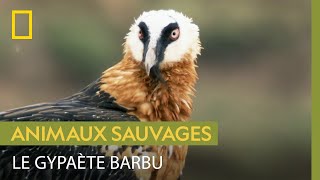 Le gypaète barbu un énorme charognard qui mange les os des carcasses [upl. by Riamo699]