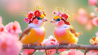 Bird Sounds 4K Gentle Birdsong Improves Memory 🌿 Restore the Nervous System Refresh Heart and Soul [upl. by Aneerahs]