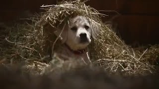 Budweiser Puppies and Clydesdales [upl. by Ainslee]