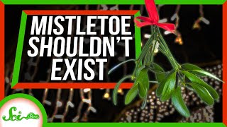 Mistletoe The Holiday Plant That Shouldn’t Exist [upl. by Inol]