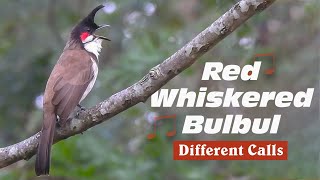 Red whiskered bulbul singing different songs [upl. by Imoyaba]