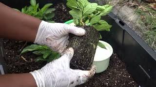 How To Grow Pepino Melon Plants In The Container  Kendall Gold  New Yorker Pepino Ginseng Fruits [upl. by Yanej]