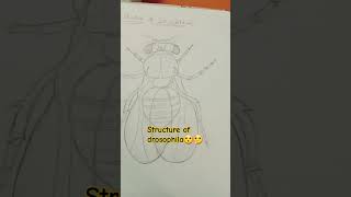 Structure of drosophila💖🤘😮💁‍♀️ drosophilaneetstudenbiologystudylifevideoshort [upl. by Levram]