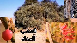 التنضب و السداد و السوس Capparis decidua Forssk Edgew [upl. by Irtemed]