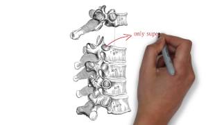 Thoracic Vertebra Anatomy [upl. by Atiuqahs756]