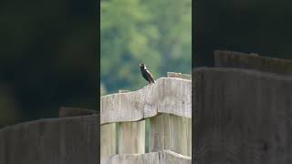 Bobolink [upl. by Brandais]