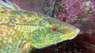 Scuba diving near Kristiansand Norway  Diving with One Ocean Dive Resort  Monkfish  Breiflabb [upl. by Towne]