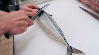 GRAPHIC  How to fillet a fish  Mackerel  Japanese technique  サバのさばき方 [upl. by Astraea480]