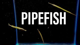 Freshwater Pipefish Care Breeding Feeding and More [upl. by Neffets]