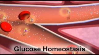 Insulin and the Regulation of Glucose in the Blood [upl. by Conger]