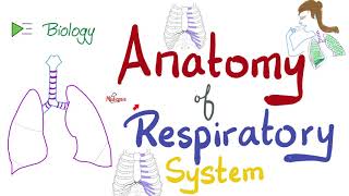 Anatomy of the Respiratory System  An Overview  Biology Anatomy and Physiology [upl. by Evelyn]