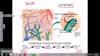 Organs of the immune system [upl. by Ased]