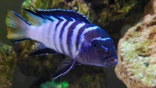 Pseudotropheus Elongatus Mpanga  African Cichlid Malawi Mbuna [upl. by Esemaj257]