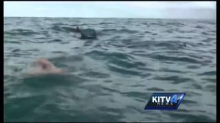 How dolphins protected a swimmer from a shark [upl. by Sabra323]