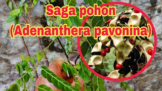 Review Tumbuhan SAGA POHON Adenanthera pavonia Bahan Bonsai [upl. by Esya]