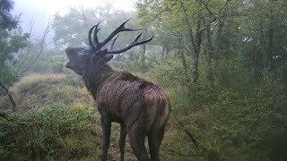 Limpressionante bramito del cervo e come ascoltarlo in Casentino [upl. by Dyrrej574]