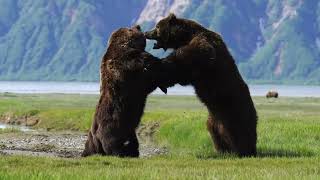 Photographer captures intense battle between 2 HUGE ferocious bears [upl. by Oidiple]