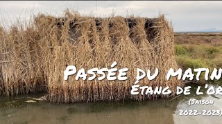 CHASSE AUX CANARDS  PASSEE DU MATIN  ETANG DE LOR  SAISON 20222023 [upl. by Faruq]