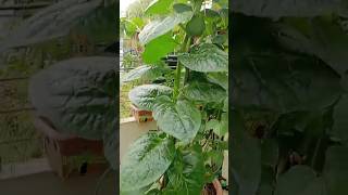 Malabar spinach growing on rooftopmalabarspinach healthyfood superfood puishak [upl. by Ahsinert]