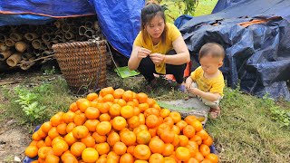 Single mother picks fruits and medicinal plants to sell Bad guys come to cause trouble [upl. by Brittan]